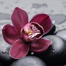 Схема вышивки «Орхидея»