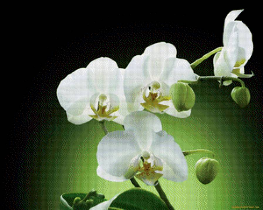 Орхидея - цветы, орхидея - предпросмотр