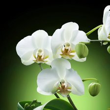 Схема вышивки «Орхидея»