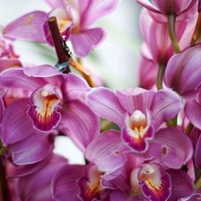 Схема вышивки «Орхидея»