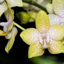 Схема вышивки «Орхидея»