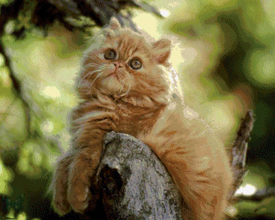 котя грустит - предпросмотр