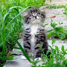 Схема вышивки «печалька»