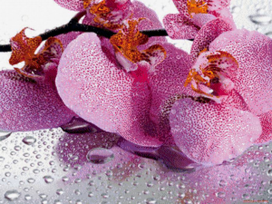 Орхидея - цветы, орхидея - предпросмотр