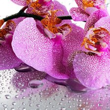 Схема вышивки «Орхидея»