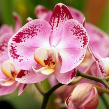 Схема вышивки «Орхидея»