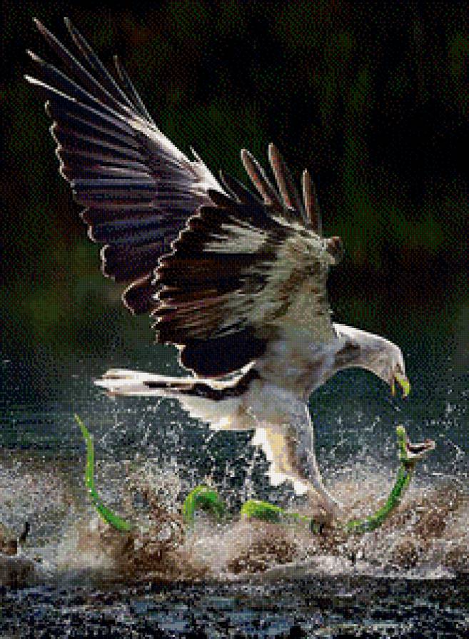 охота орла - предпросмотр