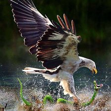 Схема вышивки «охота орла»