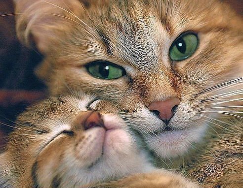 WTG - оригинал