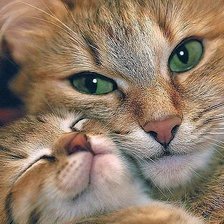 Схема вышивки «WTG»