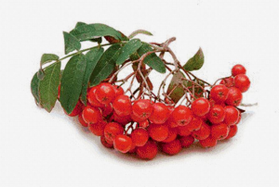 рябина - рябина, натюрморт - предпросмотр