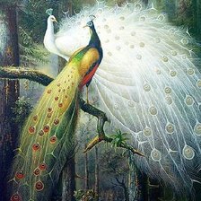 Схема вышивки «павлины»