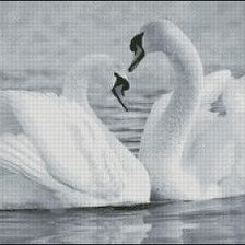 пара лебедей