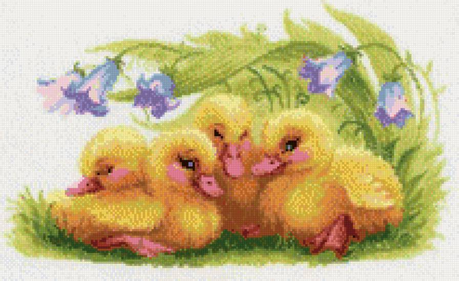 утята - животные - предпросмотр