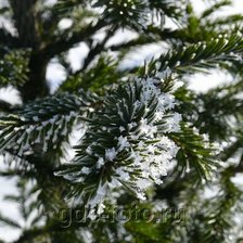 Схема вышивки «Елочка»