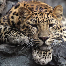 Схема вышивки «Дальневосточный леопард»