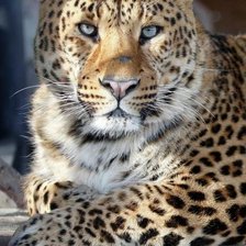 Схема вышивки «Леопард»