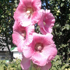 Схема вышивки «мальва»