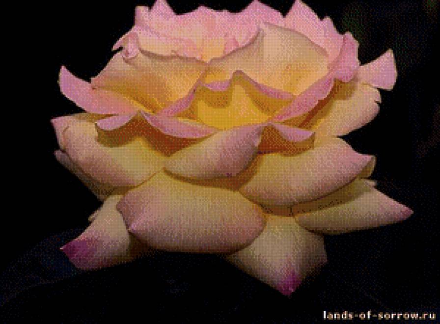 №778603 - цветы, розы - предпросмотр