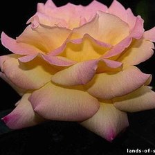 Схема вышивки «№778603»