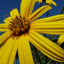 Схема вышивки «Цветок»