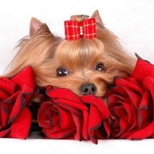 Схема вышивки «дружок»