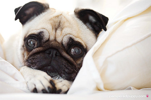 Мопсик - мопс, мопсик. щенок мопса - оригинал