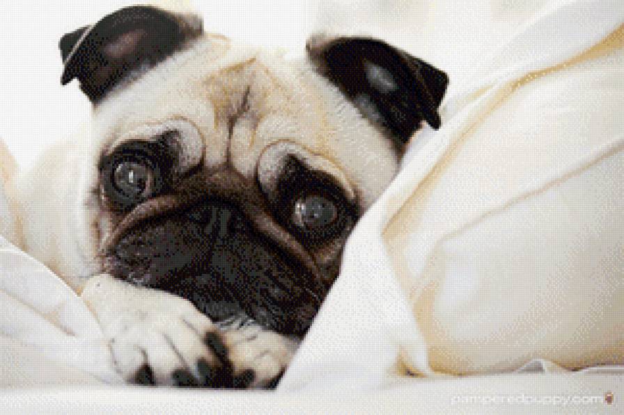 Мопсик - мопсик. щенок мопса, мопс - предпросмотр