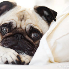 Схема вышивки «Мопсик»