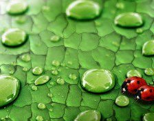 Схема вышивки «капля»