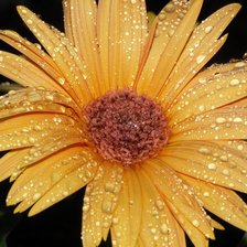 Схема вышивки «цветок в росе»