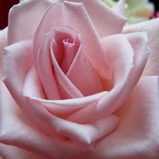 Схема вышивки «роза»