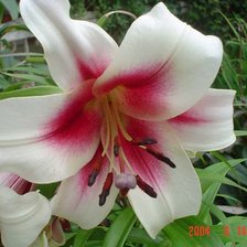 Схема вышивки «Лилия»