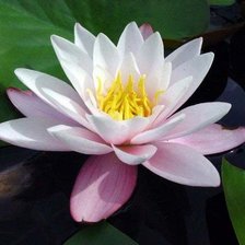 Схема вышивки «Кувшинка»