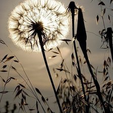 Схема вышивки «одуванчик»