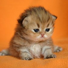 Схема вышивки «Рижик»