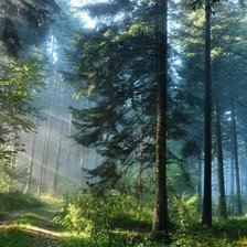 Схема вышивки «Лес»