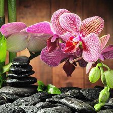 Схема вышивки «Орхидея»