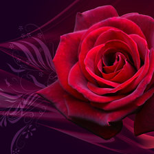 Схема вышивки «роза»