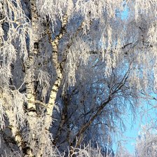 Схема вышивки «белая берёза под моим окном.»