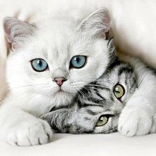 Схема вышивки «№780346»