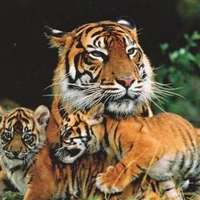 Схема вышивки «№780351»