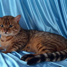 Схема вышивки «Котик»