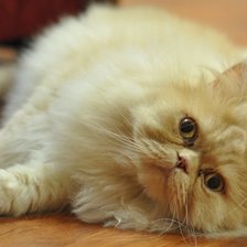 Схема вышивки «Тиша»