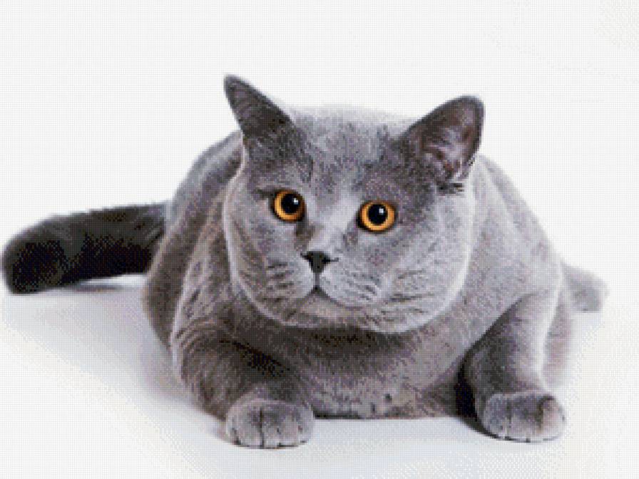 Британец - кошки, кот, животные - предпросмотр