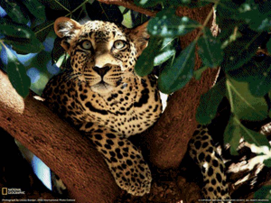 Леопард на дереве - леопард, большие кошки, животные, кот - предпросмотр