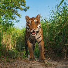 Схема вышивки «Тигр»