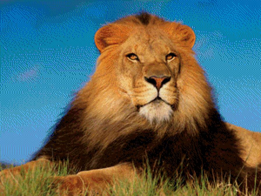 Царь зверей - большие кошки, кот, животные, лев - предпросмотр