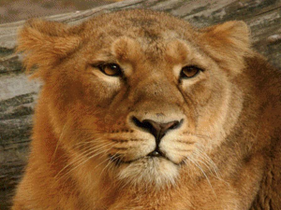 Львица - кот, большие кошки, львица, животные - предпросмотр