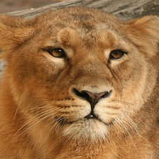 Схема вышивки «Львица»